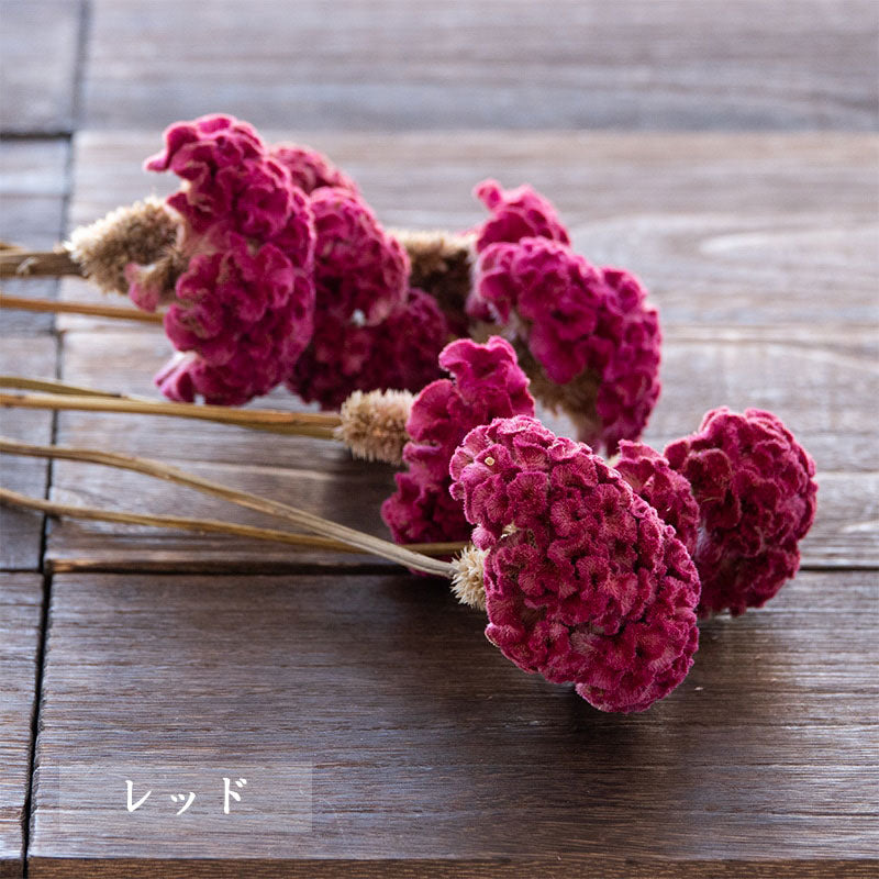 ドライフラワー ケイトウ 5本(1本あたり120円) 廃棄花をアップサイクルした花材 ロスフラワー