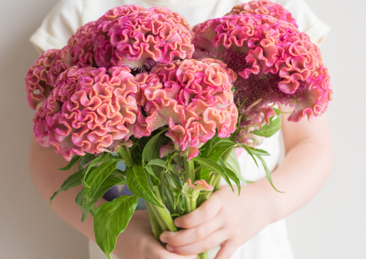 廃棄花を活用するSDZsプロジェクト