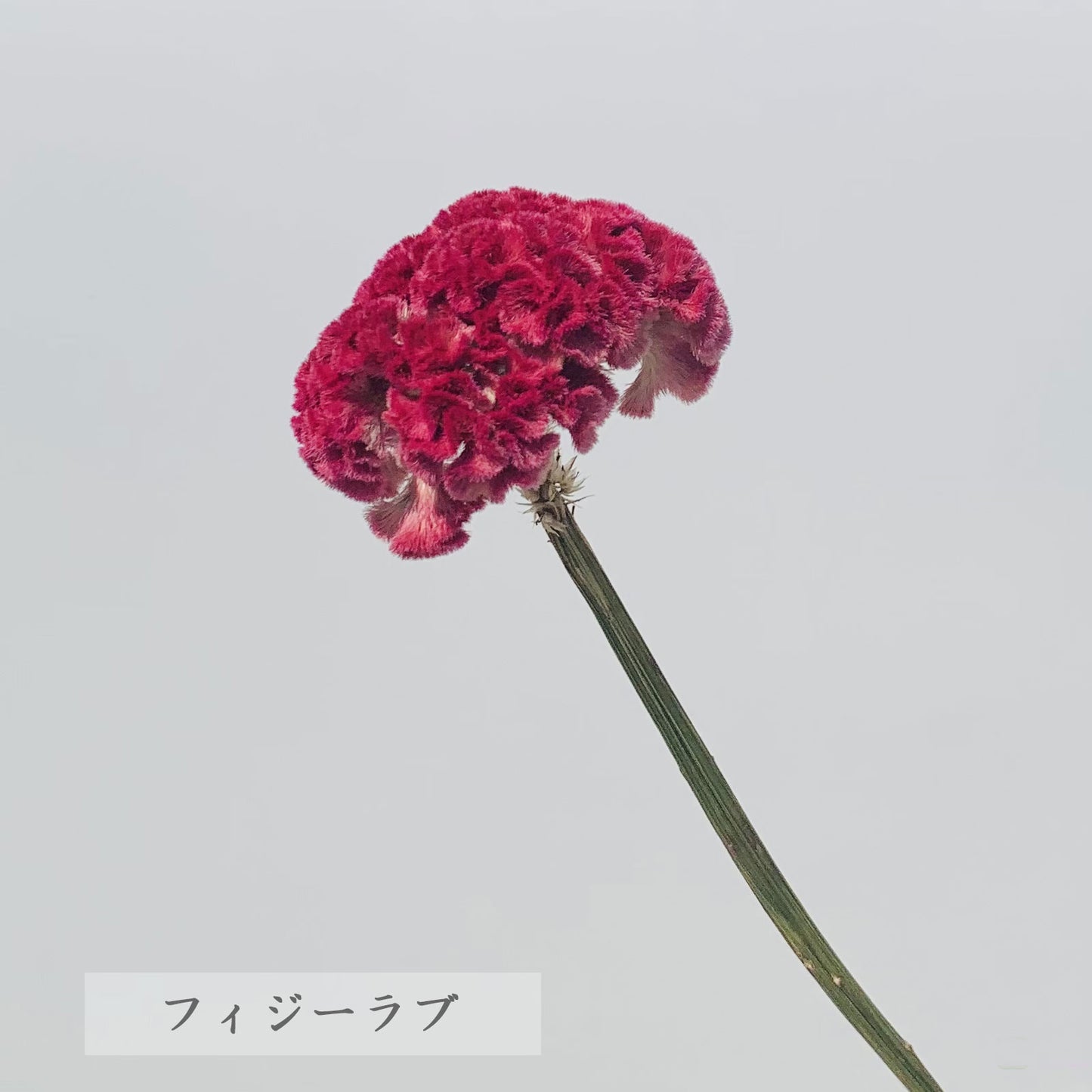 ドライフラワー ケイトウ 5本(1本あたり120円) 廃棄花をアップサイクルした花材 ロスフラワー