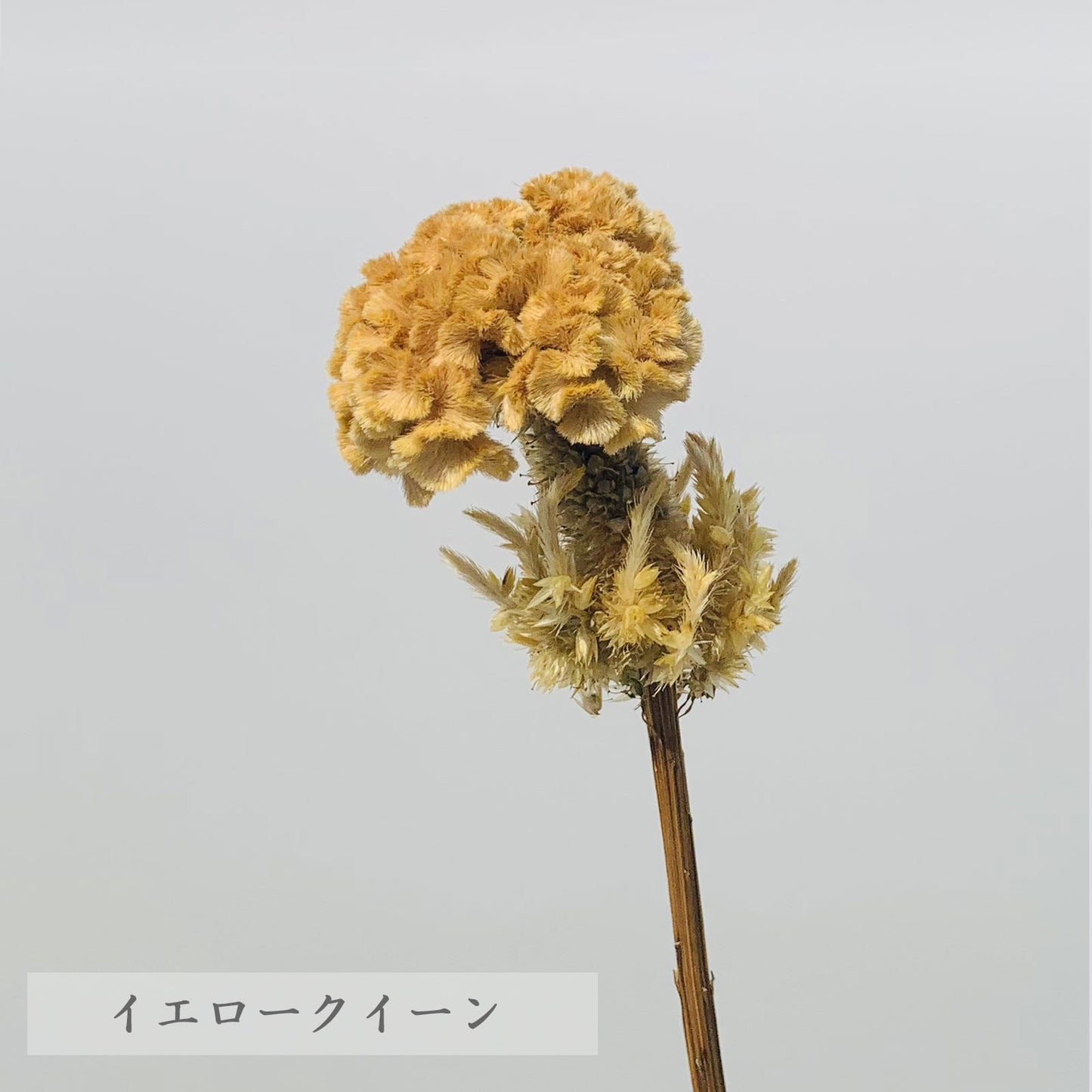 ドライフラワー ケイトウ 5本(1本あたり120円) 廃棄花をアップサイクルした花材 ロスフラワー