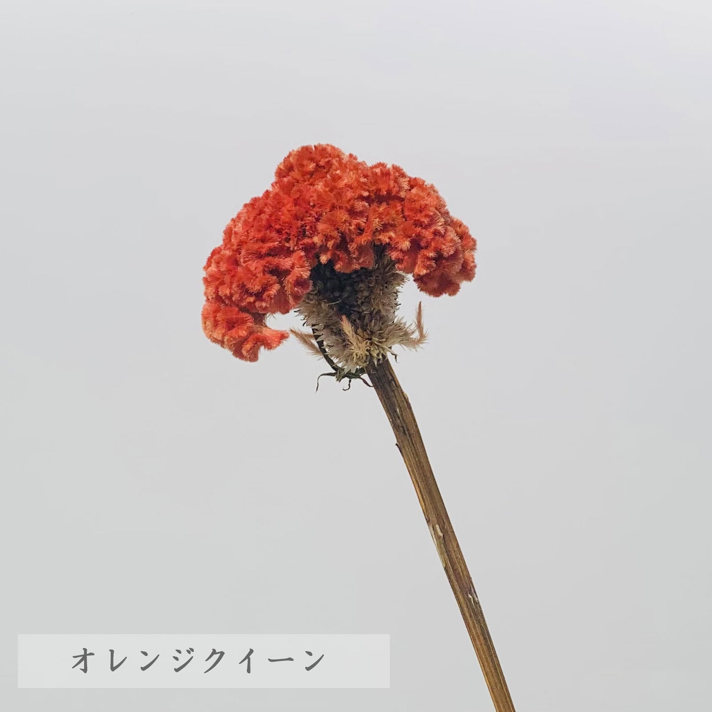 ドライフラワー ケイトウ 5本(1本あたり120円) 廃棄花をアップサイクルした花材 ロスフラワー