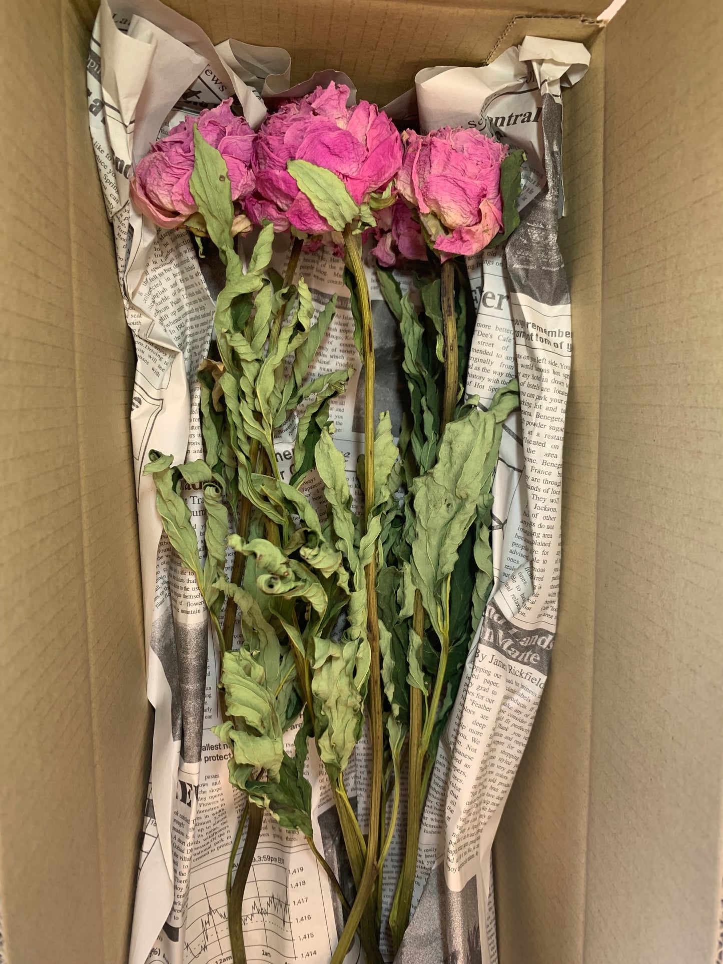 芍薬ドライフラワー5本セット (ステム付)