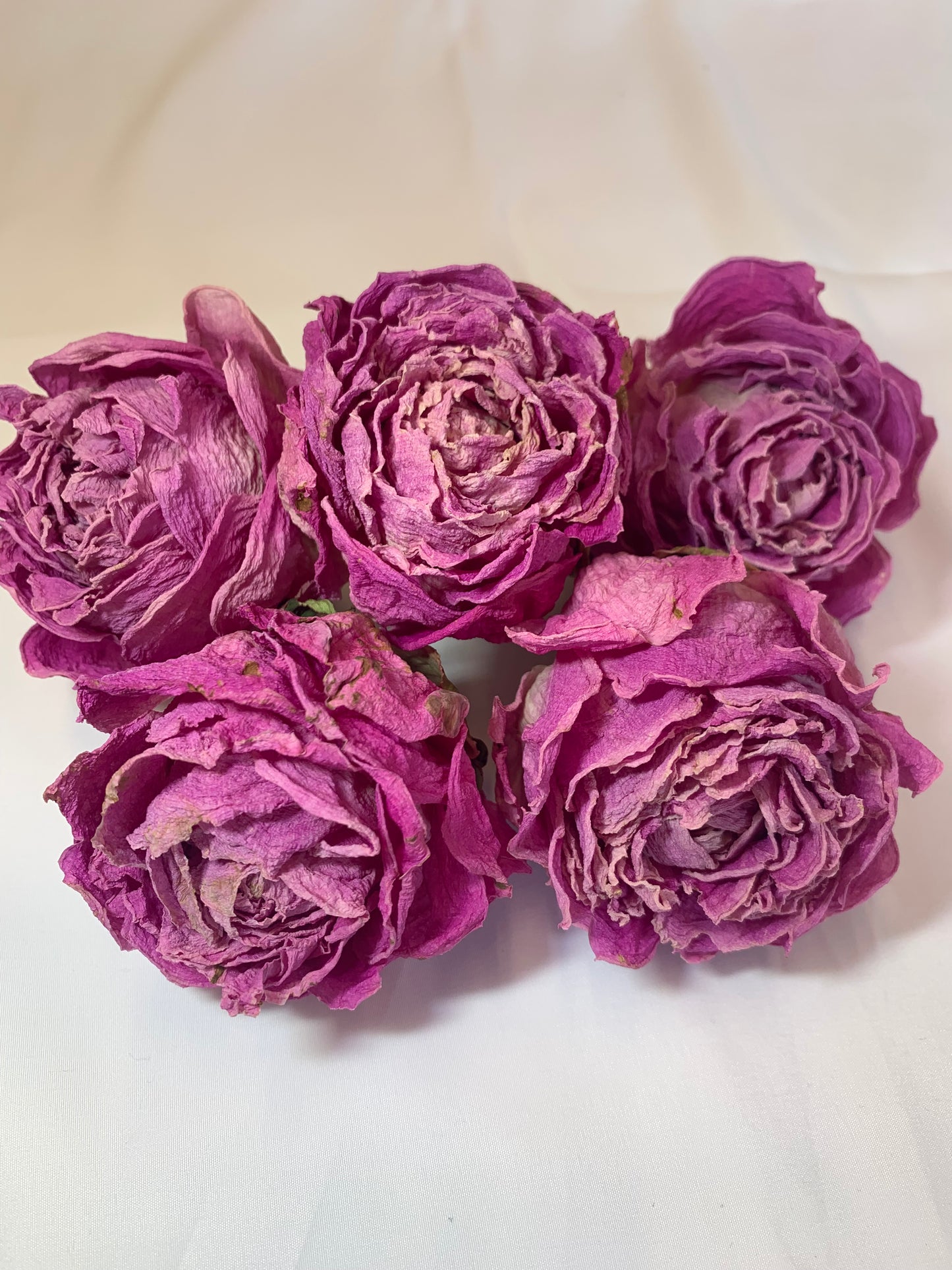 芍薬ドライフラワー 花又はつぼみ (1個)