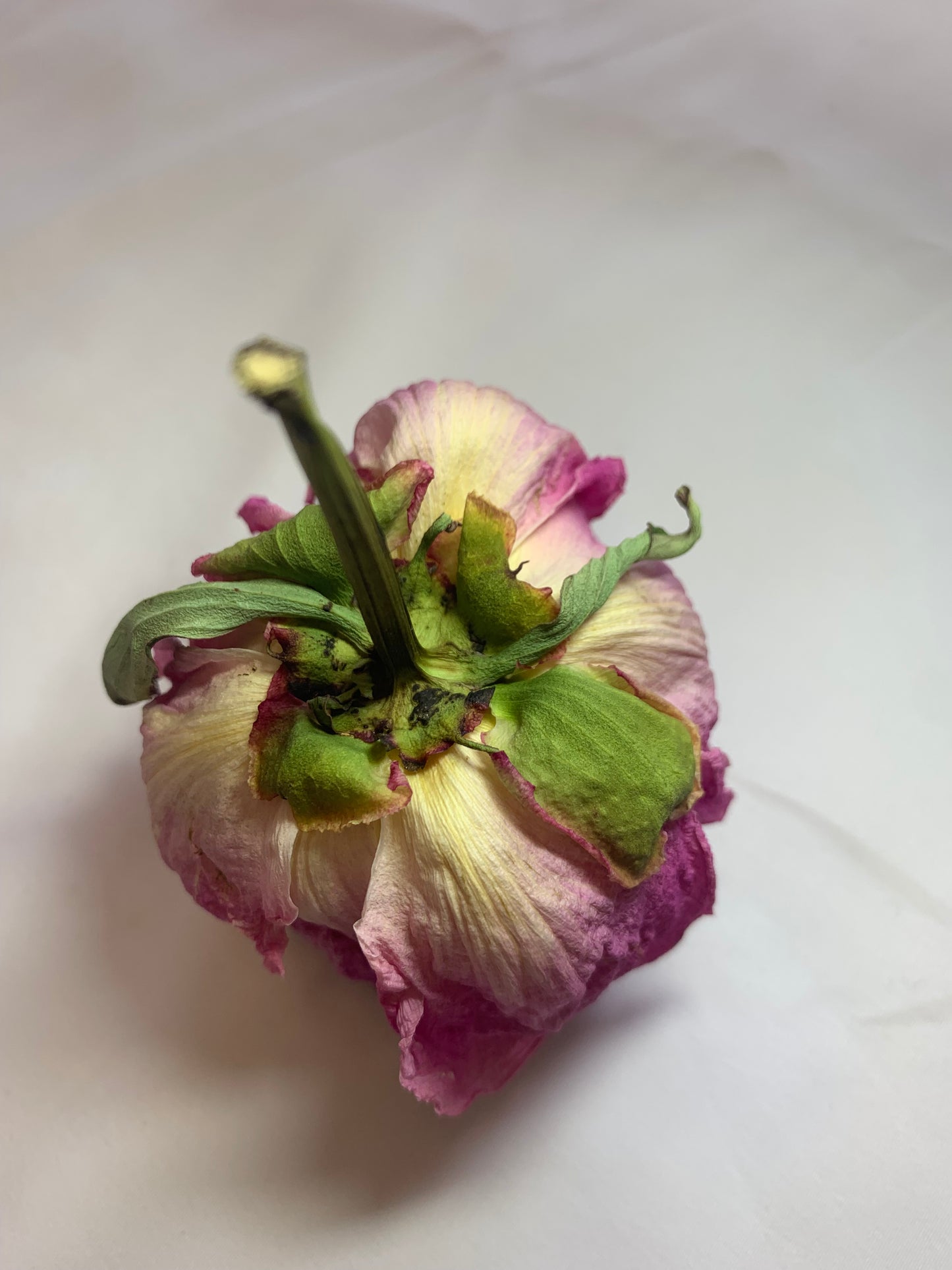 芍薬ドライフラワー 花又はつぼみ (1個)