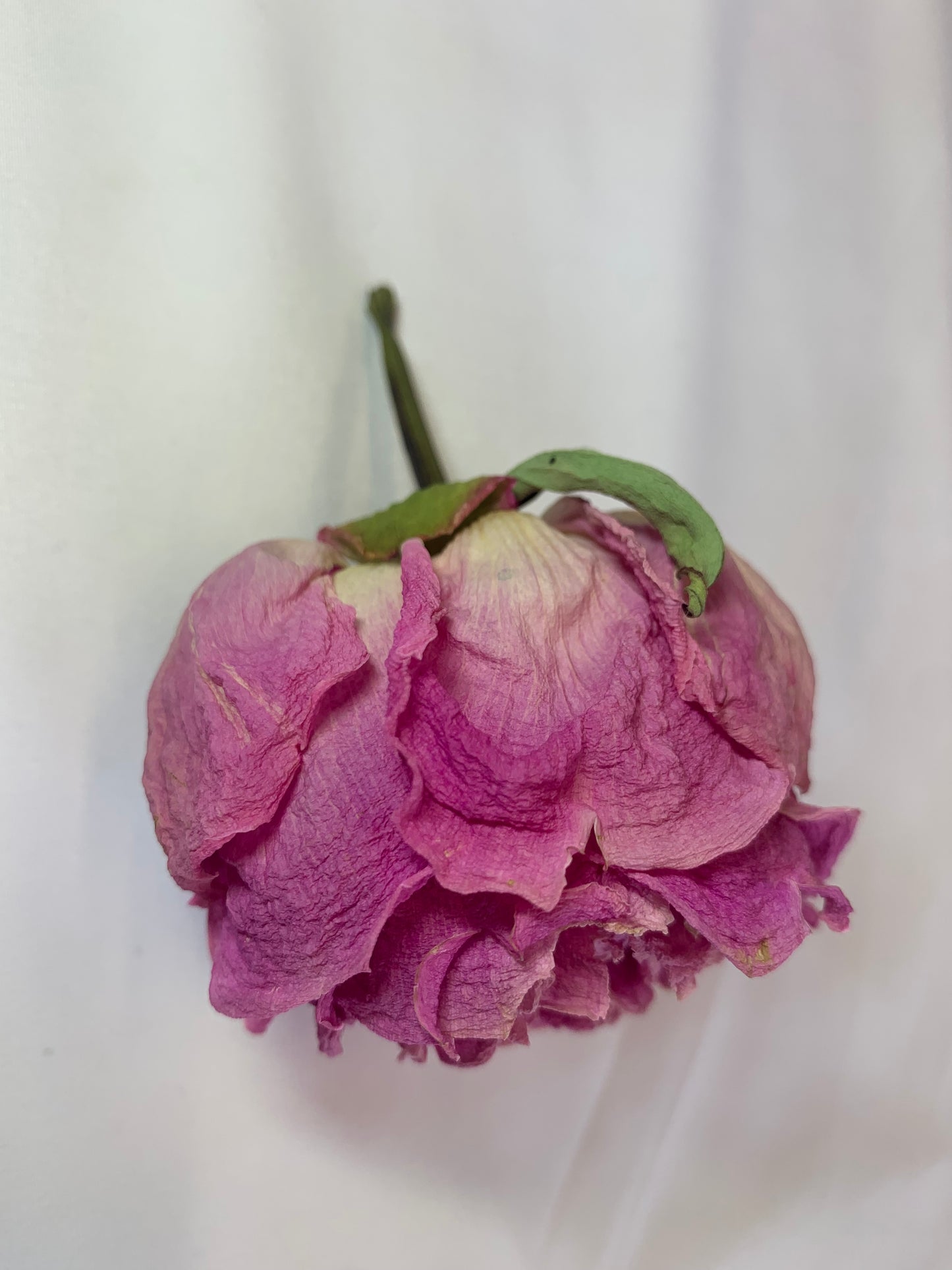 芍薬ドライフラワー 花又はつぼみ (1個)