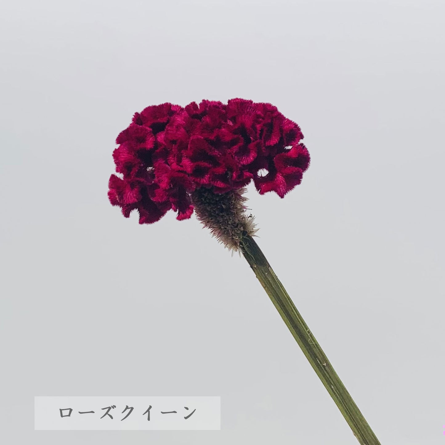 ドライフラワー ケイトウ 5本(1本あたり120円) 廃棄花をアップサイクルした花材 ロスフラワー