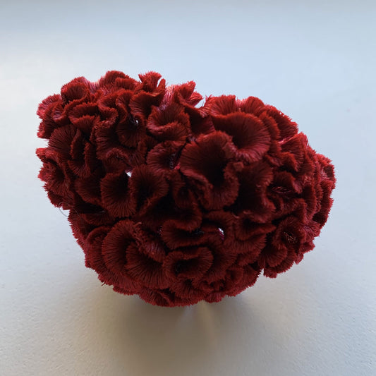 花材 プリザーブドフラワー ケイトウ ガーネット