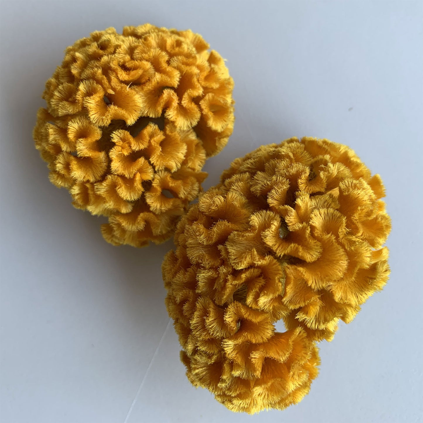 花材 プリザーブドフラワー ケイトウ マスタードイエロー