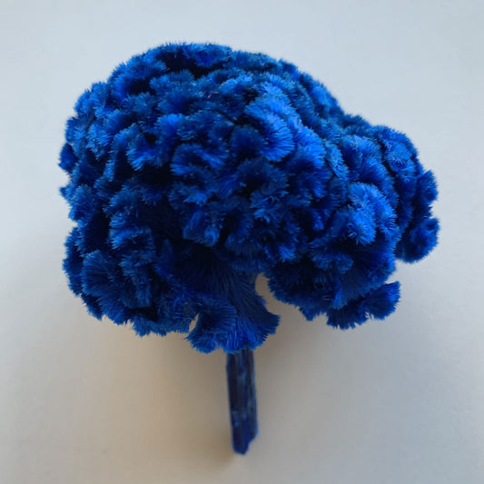 花材 プリザーブドフラワー ケイトウ プリンセスブルー