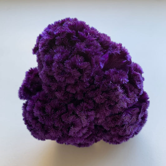 花材 プリザーブドフラワー ケイトウ ベルベットロイヤルパープル