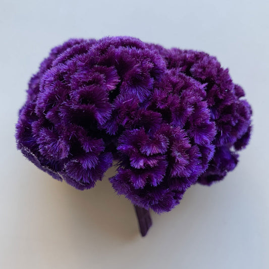 花材 プリザーブドフラワー ケイトウ ベルベットロイヤルパープル